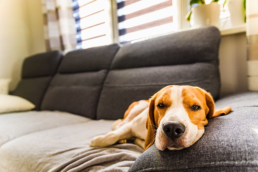 How to Clean a Pet-Friendly House