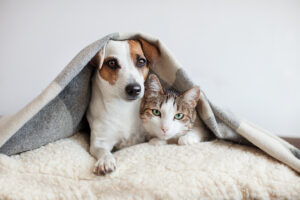 Christina's Complete Clean Carmel House Cleaning with Pets